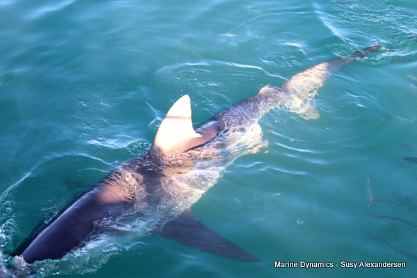 Bronze whaler shark